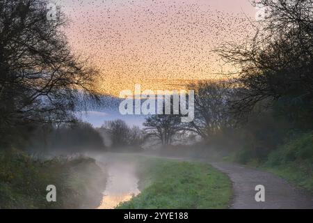 Stelle che volano su un paesaggio nebbioso in inverno poco prima dell'alba a Ham Wall, Somerset, Regno Unito Foto Stock