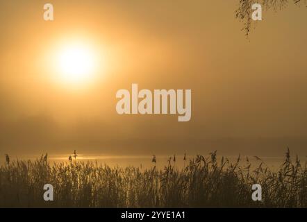 Il sole sorge attraverso la nebbia sui livelli del Somerset vicino a Meare, Regno Unito, di prima mattina con letti di canne in primo piano Foto Stock