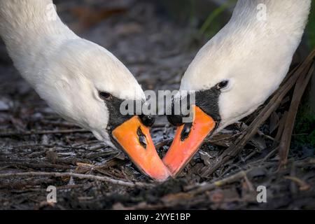Mute Swan Couple o Swan mates si nutrono dallo stesso punto dei Somerset Levels, Regno Unito Foto Stock