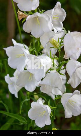 Primo piano Campanula Persicifolia (campana lievitata di pesca) nel giardino primaverile. Fiori di Campanula con dolci campane bianche. Foto Stock