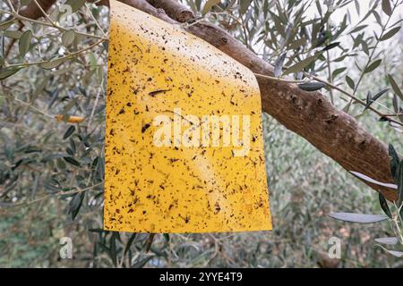 La trappola gialla per insetti appiccicosi è coperta da insetti e mosche intrappolati e appesa al ramo dell'olivo, dimostrando un efficace controllo dei parassiti nell'oliveto Foto Stock