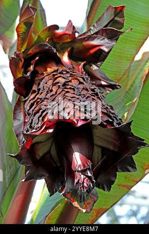 Fiore della banana etiope, della banana abissina, della falsa banana o dell'Ensete, dell'Ensete ventricosum, Muscaceae. Africa. Foto Stock