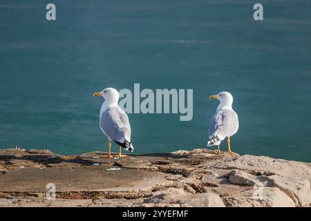 Due gabbiani in piedi su un muro di pietra vicino a un mare calmo e blu Foto Stock