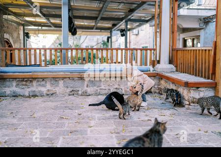 La bambina nutre il cibo da una scatola ai gatti senzatetto mentre si trova vicino alle panchine del cortile. Foto di alta qualità Foto Stock