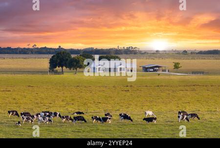 Mandria di bovini da latte che pascolano nei pascoli vicino a una piccola fattoria. Mucche da latte su prati verdi in Florida Foto Stock