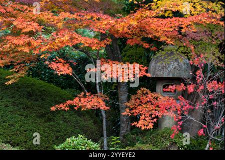 Una lanterna di pietra si trova tra alberi d'acero momiji di colore giallo e rosso con colori autunnali in un giardino paesaggistico giapponese a Kyoto, in Giappone. Foto Stock