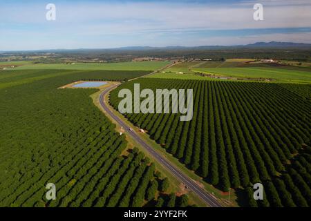 Aerea dei Macadamia Nut Orchards commerciali piantati sui fertili terreni rossi vicino a Childers Queensland Australia Foto Stock
