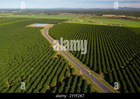 Aerea dei Macadamia Nut Orchards commerciali piantati sui fertili terreni rossi vicino a Childers Queensland Australia Foto Stock