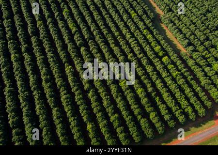 Aerea delle piantagioni commerciali di Macadamia Nut piantate sui ricchi terreni vulcanici rossi intorno a Childers Queensland Australia Foto Stock