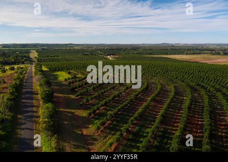 Aerea delle piantagioni di Macadamia Nut piantate vicino a Gin Gin Queensland Australia Foto Stock