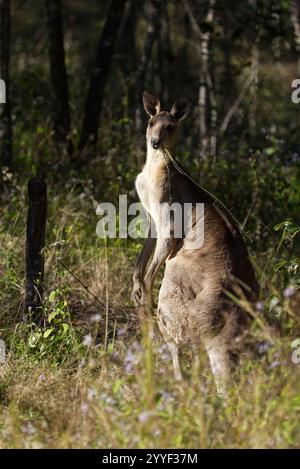 Un maestoso Kangaroo grigio orientale sorge alto in mezzo a un paesaggio lussureggiante. Il canguro, con la sua caratteristica pelliccia grigia e le gambe lunghe. Foto Stock