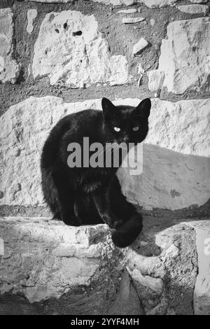 Una fotografia in bianco e nero di un elegante gatto nero appollaiato su una sporgenza di pietra. Foto Stock