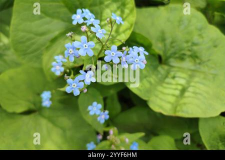 Forget-me-nots, Myosotis sylvatica, Myosotis scorpioides. Sfondo della fioritura primaverile. Blue Little mi dimentica, non fiori. Fiori selvatici di Myosotis in fiore Foto Stock