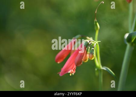 Red Riding Hood Beard Tounge - nome latino - Penstemon barbatus Cappuccetto Rosso. Foto Stock