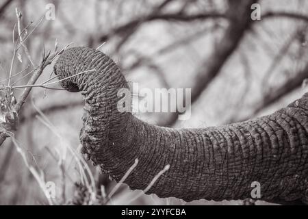 Primo piano monocromatico del tronco testurizzato di un elefante che afferra un ramo, mostrando dettagli intricati e un morbido sfondo sfocato Foto Stock