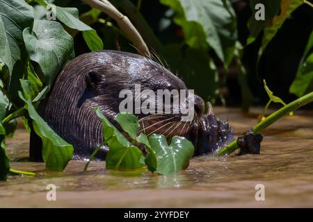 Primo piano di una lontra gigante che si nutre in un habitat naturale, circondato da una lussureggiante vegetazione verde e da acque calme Foto Stock