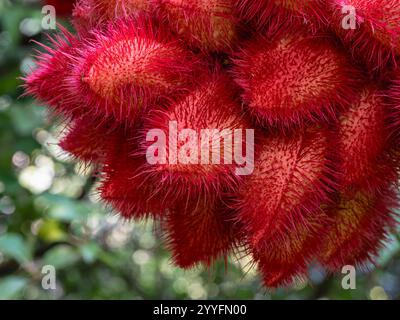 Vista ravvicinata di frutti rossi luminosi o cialde di bixa orellana, nota anche come achiote o rossetto isolato all'aperto nel giardino tropicale Foto Stock
