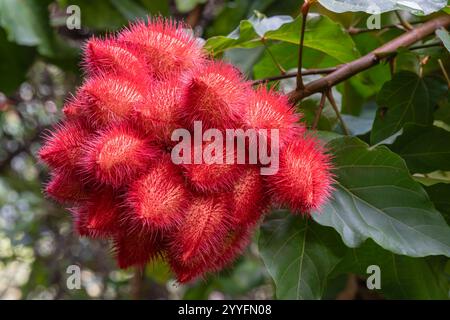 Vista ravvicinata di frutti rossi luminosi o cialde sul ramo dell'orellana bixa, aka achiote o rossetto, con sfondo verde naturale Foto Stock