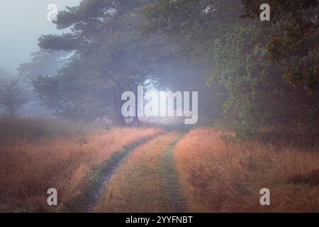 La strada di campagna si snoda lungo il bordo della foresta attraverso una fitta nebbia e un tunnel tra cespugli e alberi Foto Stock