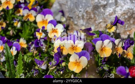 Viola tricolor (viola tricolor) fiori Foto Stock