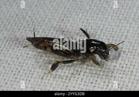 Grasshopper in Mole pigmeo più grande (Neotridactylus apicialis) Foto Stock