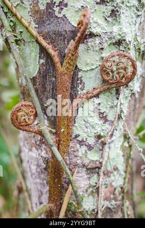 Tambopata, Perù - 28 novembre 2024: Vite di felce arborea che cresce nella foresta pluviale amazzonica, Perù Foto Stock