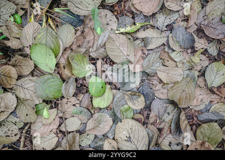 Tambopata, Perù - 28 novembre 2024: Foglie e fogliame sul pavimento della foresta pluviale amazzonica Foto Stock