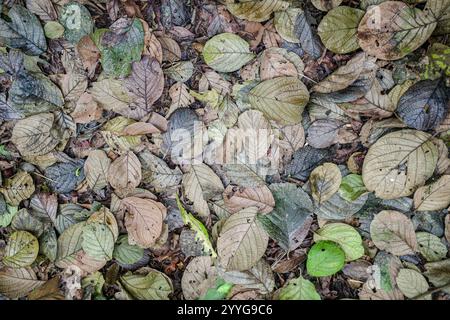 Tambopata, Perù - 28 novembre 2024: Foglie e fogliame sul pavimento della foresta pluviale amazzonica Foto Stock