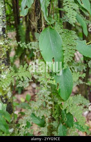 Tambopata, Perù - 28 novembre 2024: Dettagli di foglie verdi nella foresta pluviale amazzonica, Perù Foto Stock