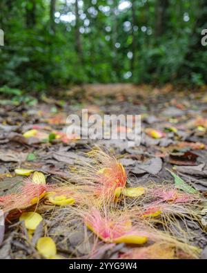 Tambopata, Perù - 27 novembre 2024: Alberi di polveri (Barringtonia racemosa) caduti a terra nella foresta pluviale amazzonica Foto Stock