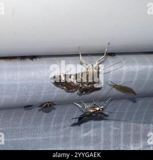 Barbabietola maculata Webworm Moth (Hymenia perspectalis) Foto Stock