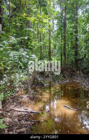 Tambopata, Perù - 28 novembre 2024: Percorsi allagati attraverso la foresta pluviale amazzonica Foto Stock