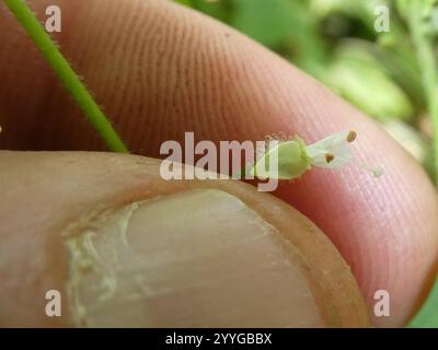 tonalità notte dell'incantatore a foglia larga (Circaea canadensis) Foto Stock