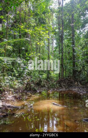 Tambopata, Perù - 28 novembre 2024: Percorsi allagati attraverso la foresta pluviale amazzonica Foto Stock