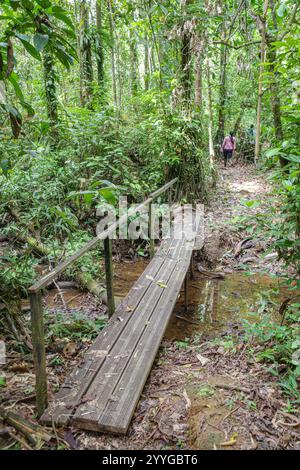 Tambopata, Perù - 28 novembre 2024: Percorsi allagati attraverso la foresta pluviale amazzonica Foto Stock