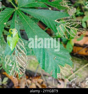 Tambopata, Perù - 28 novembre 2024: Dettagli di foglie verdi nella foresta pluviale amazzonica, Perù Foto Stock