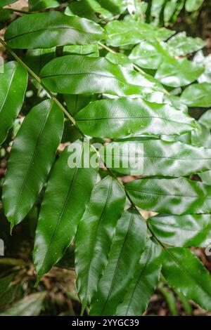 Tambopata, Perù - 28 novembre 2024: Dettagli di foglie verdi nella foresta pluviale amazzonica, Perù Foto Stock