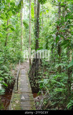 Tambopata, Perù - 28 novembre 2024: Percorsi allagati attraverso la foresta pluviale amazzonica Foto Stock