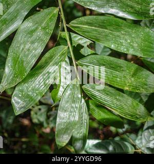 Tambopata, Perù - 28 novembre 2024: Dettagli di foglie verdi nella foresta pluviale amazzonica, Perù Foto Stock