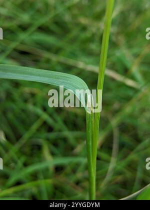 Erba canaria (Phalaris canariensis) Foto Stock