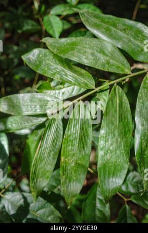 Tambopata, Perù - 28 novembre 2024: Dettagli di foglie verdi nella foresta pluviale amazzonica, Perù Foto Stock