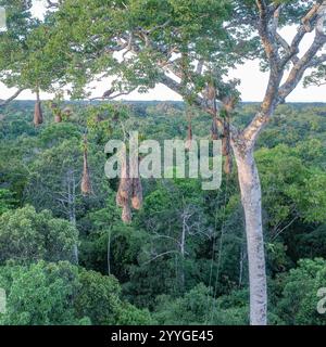 Tambopata, Perù - 26 novembre 2024: Nidi di uccelli di Oropendola appesi ad alti alberi nell'Amazzonia peruviana Foto Stock