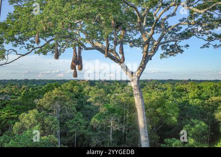 Tambopata, Perù - 26 novembre 2024: Nidi di uccelli di Oropendola appesi ad alti alberi nell'Amazzonia peruviana Foto Stock