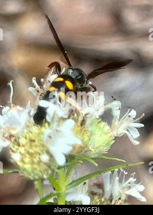 Nobili vespe scoliidi (Scolia nobilitata) Foto Stock