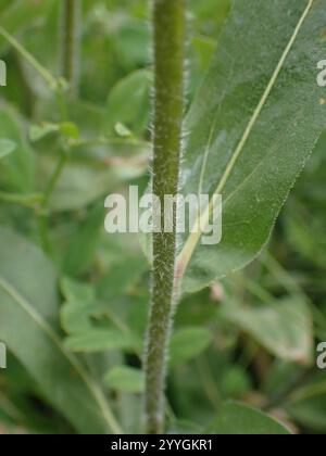 Nano delle Montagne Rocciose Girasole (Helianthella uniflora) Foto Stock