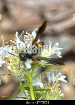 Nobili vespe scoliidi (Scolia nobilitata) Foto Stock