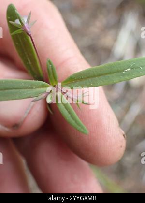 maria dagli occhi azzurri (Collinsia parviflora) Foto Stock