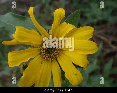 Nano delle Montagne Rocciose Girasole (Helianthella uniflora) Foto Stock