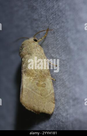 American Dun-bar Moth (Cosmia calami) Foto Stock