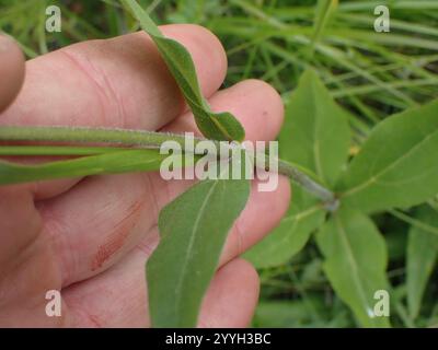 Nano delle Montagne Rocciose Girasole (Helianthella uniflora) Foto Stock